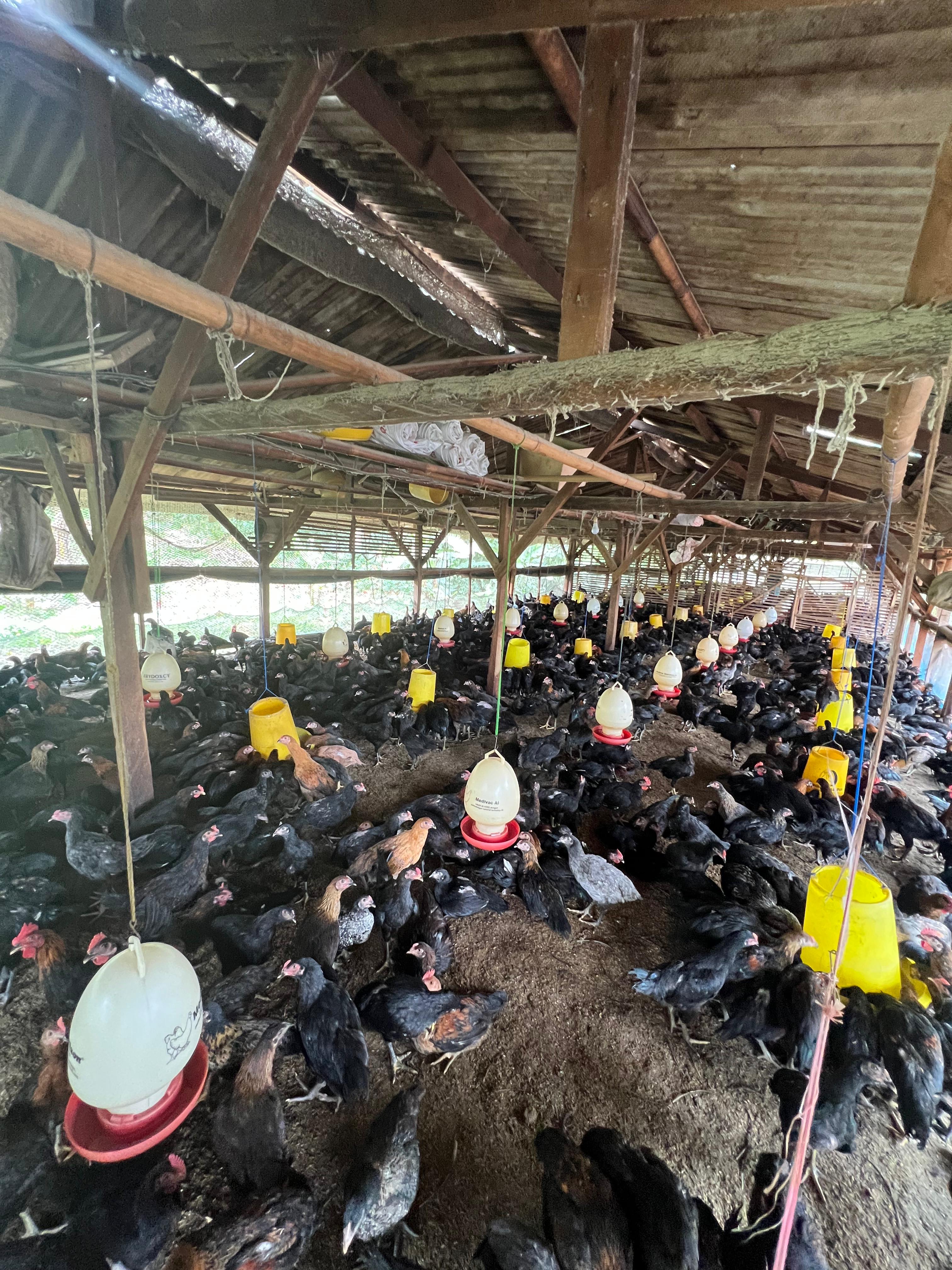 Peternakan Ayam Kampung